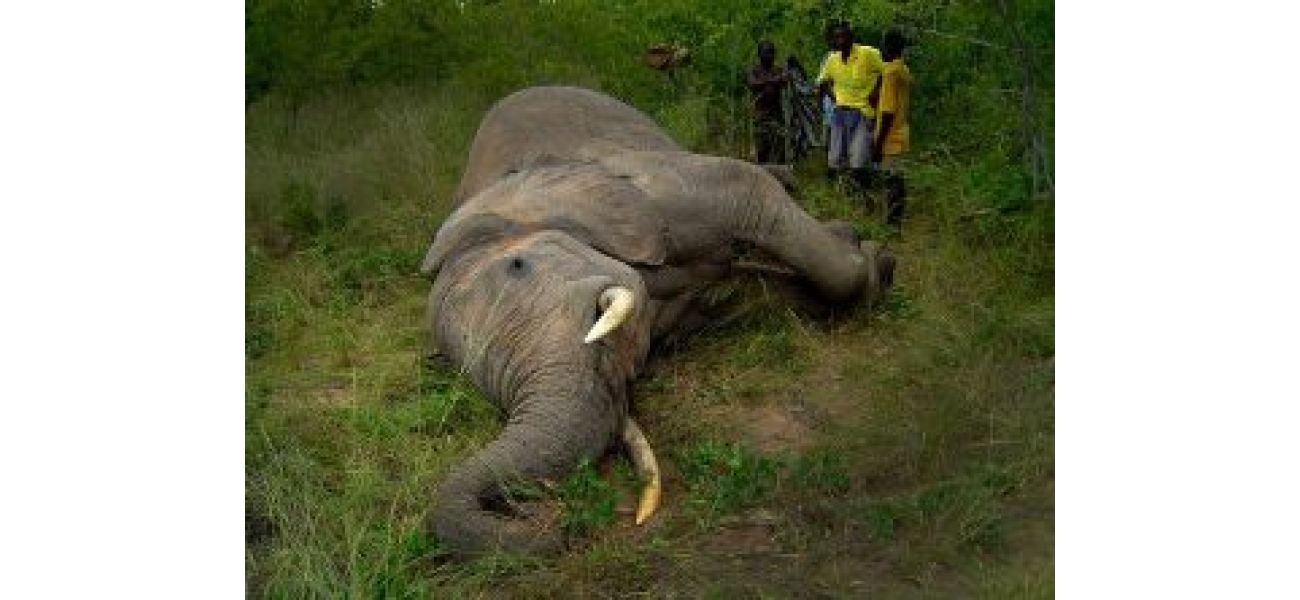 An elephant known as Tusker was discovered dead in Dhenkanal.