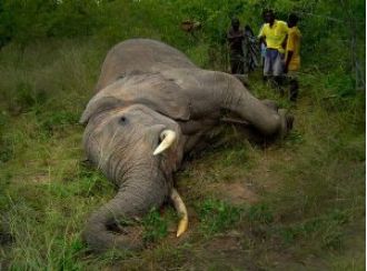 An elephant known as Tusker was discovered dead in Dhenkanal.