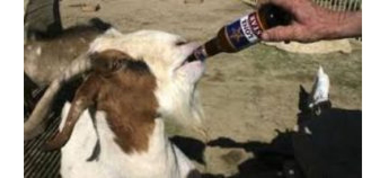 Some towns have animal mayors who like to drink beer, which may surprise you. #3 beer-loving mayor.