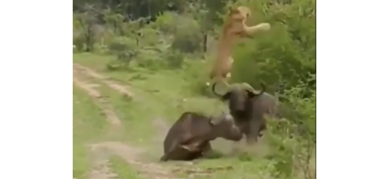 Watch as a buffalo heroically saves a lion by flipping it in mid-air. Don't miss the viral video!