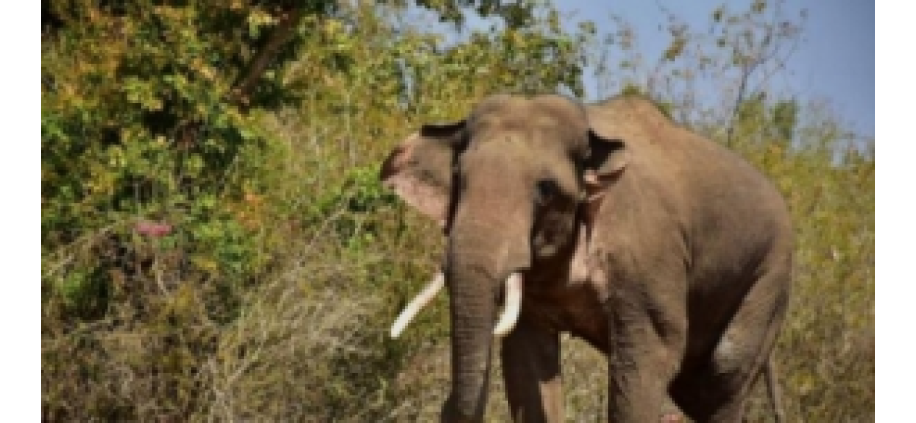 A veterinarian was injured by wild elephants while providing medical care to a female elephant in a forest in Odisha.