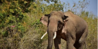 A veterinarian was injured by wild elephants while providing medical care to a female elephant in a forest in Odisha.