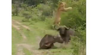 Watch as a buffalo heroically saves a lion by flipping it in mid-air. Don't miss the viral video!