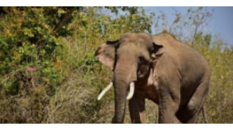 A veterinarian was injured by wild elephants while providing medical care to a female elephant in a forest in Odisha.