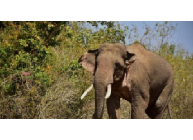 A veterinarian was injured by wild elephants while providing medical care to a female elephant in a forest in Odisha.
