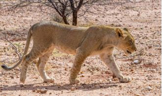 A 14-year-old girl in Kenya was killed by a lioness who snatched her from her home.