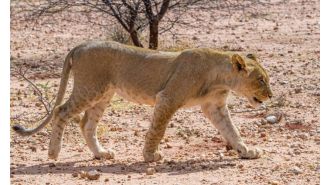 A 14-year-old girl in Kenya was killed by a lioness who snatched her from her home.