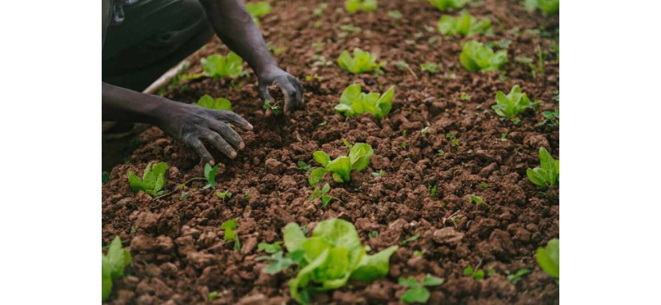 Farmworkers in Mississippi are suing a grower for giving preference to white foreign labor and paying discriminatory wages.