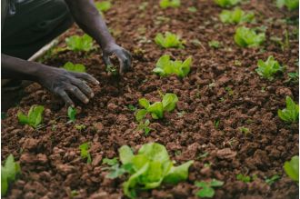 Farmworkers in Mississippi are suing a grower for giving preference to white foreign labor and paying discriminatory wages.