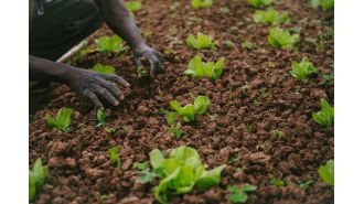 Farmworkers in Mississippi are suing a grower for giving preference to white foreign labor and paying discriminatory wages.