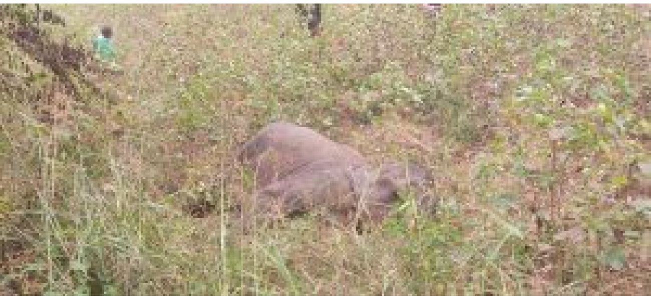 Dead baby elephant discovered in Sambalpur forest division in Odisha.