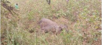 Dead baby elephant discovered in Sambalpur forest division in Odisha.