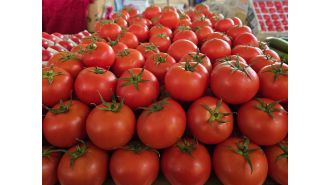 Tomatoes in US recalled due to potential for fatal consequences.