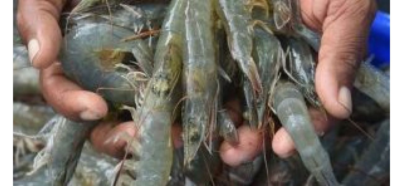 India's shrimp exports will suffer due to high US tariffs, says agricultural economist.