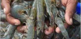India's shrimp exports will suffer due to high US tariffs, says agricultural economist.