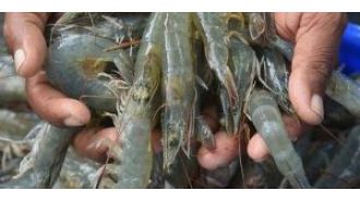 India's shrimp exports will suffer due to high US tariffs, says agricultural economist.