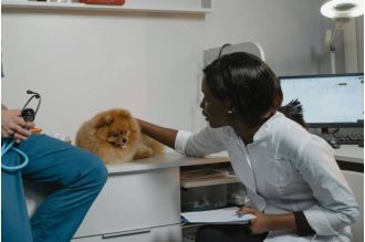 New York now officially considers pet dogs as part of the family.
