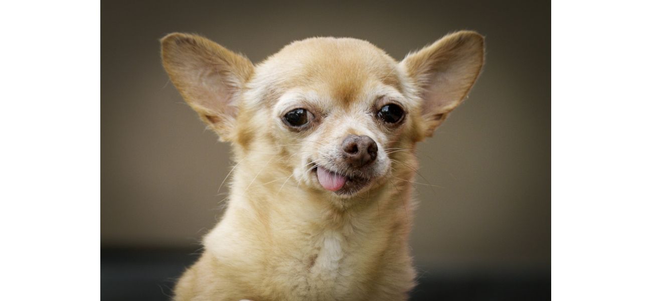 A Chihuahua needed emergency medical care after ingesting cocaine and fentanyl.