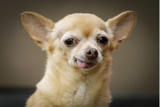 A Chihuahua needed emergency medical care after ingesting cocaine and fentanyl.