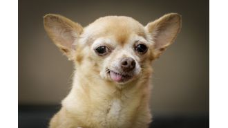 A Chihuahua needed emergency medical care after ingesting cocaine and fentanyl.