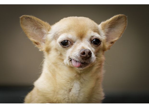 A Chihuahua needed emergency medical care after ingesting cocaine and fentanyl.