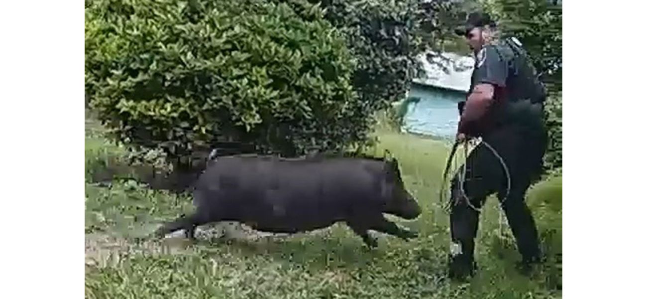 A wild boar charged at officers as they were trying to remove it from a house.