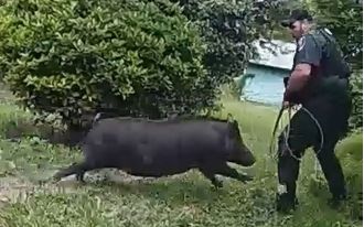 A wild boar charged at officers as they were trying to remove it from a house.