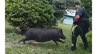 A wild boar charged at officers as they were trying to remove it from a house.