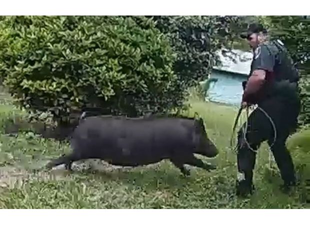 A wild boar charged at officers as they were trying to remove it from a house.