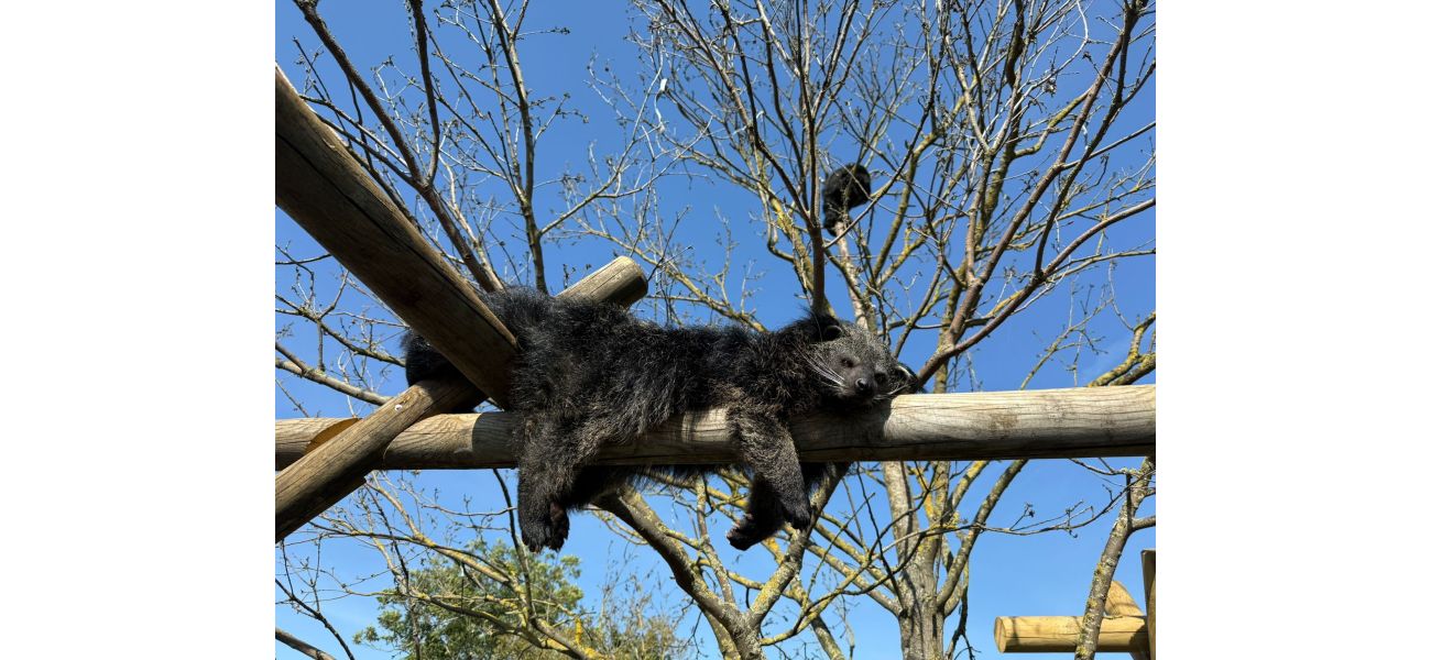 Missing zoo bearcat returns after 3 days.