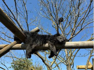 Missing zoo bearcat returns after 3 days.