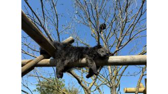 Missing zoo bearcat returns after 3 days.