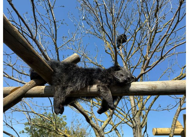 Missing zoo bearcat returns after 3 days.