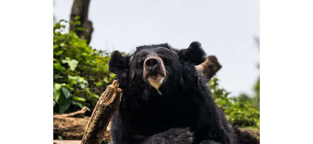 Elderly man dies in bear attack while mushroom picking, decapitated.
