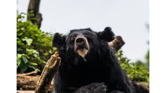 Elderly man dies in bear attack while mushroom picking, decapitated.