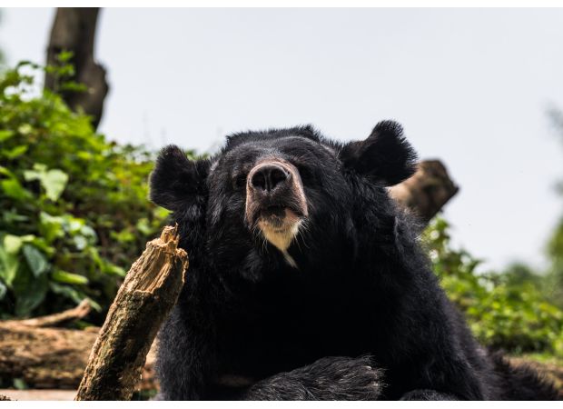 Elderly man dies in bear attack while mushroom picking, decapitated.