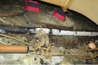 Pizza Hut owner fined £39,000 for rat infestation in branch.