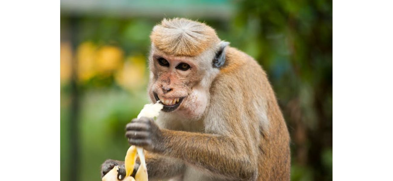 A mother in Mississippi stops an aggressive primate from causing harm to her children.