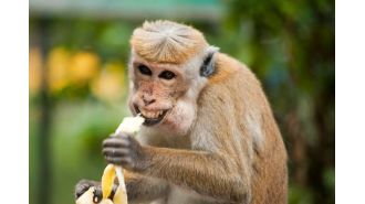 A mother in Mississippi stops an aggressive primate from causing harm to her children.