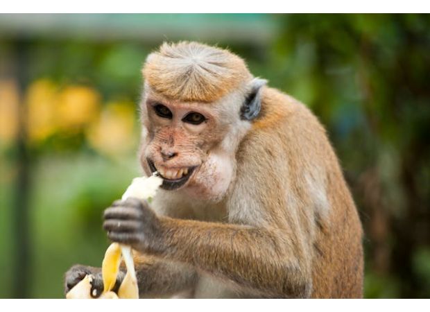 A mother in Mississippi stops an aggressive primate from causing harm to her children.