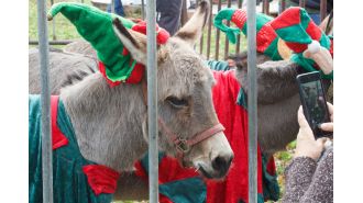 After receiving criticism for using donkeys in their nativity parade, the town has decided to change their plans.