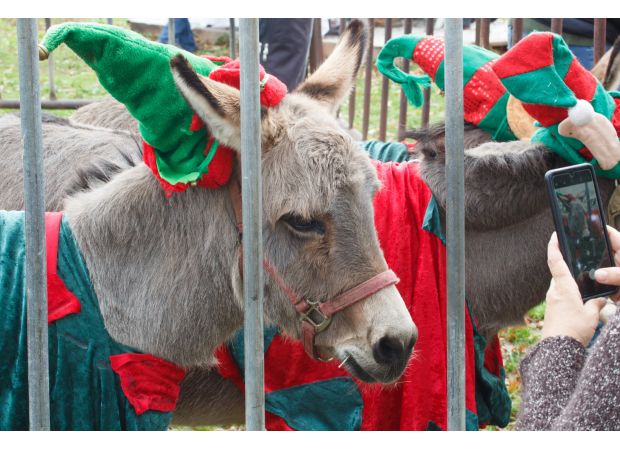 After receiving criticism for using donkeys in their nativity parade, the town has decided to change their plans.