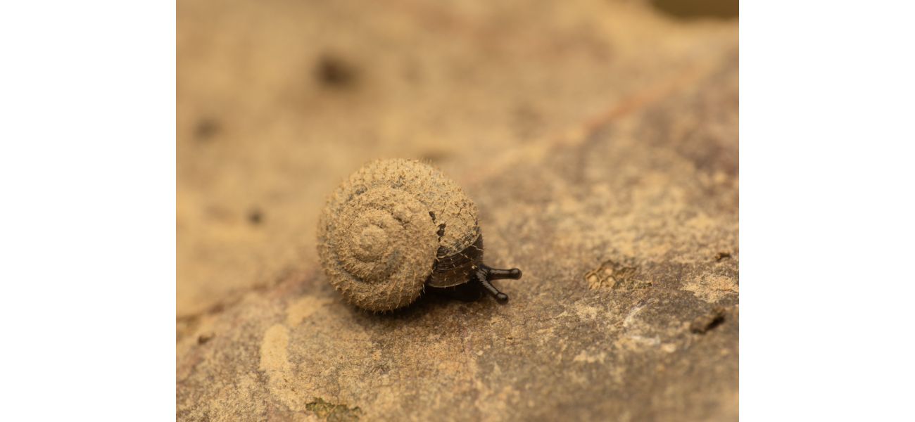 Scientists working to protect unique fuzzy German snails - discover their motivation.
