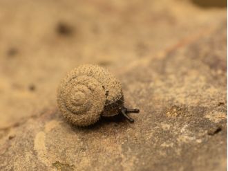 Scientists working to protect unique fuzzy German snails - discover their motivation.