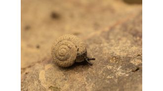 Scientists working to protect unique fuzzy German snails - discover their motivation.