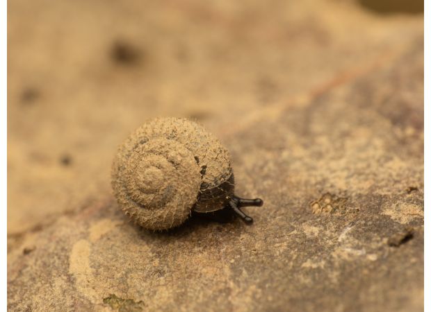 Scientists working to protect unique fuzzy German snails - discover their motivation.