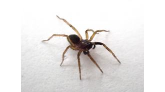 A rare white-knuckled wolf spider was discovered in the UK just in time for Halloween on the Isle of Fright.