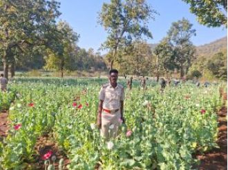 Growing number of poppy plants raises worry