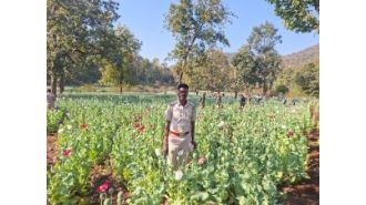 Growing number of poppy plants raises worry