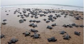 Thousands of Olive Ridley turtles lay eggs at Rushikulya river mouth every year.